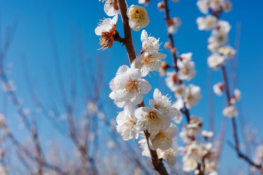友達とカブでタンデム!小田原梅まつり2026で春の訪れを感じてきた
